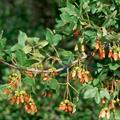 Acer monspessulanum 